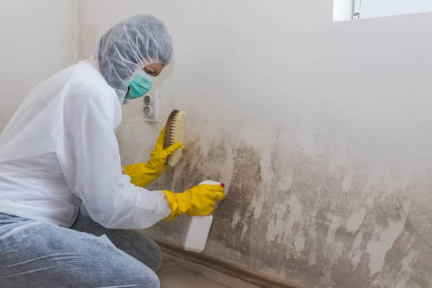 Professional Mold Removal in Dixon, MO
